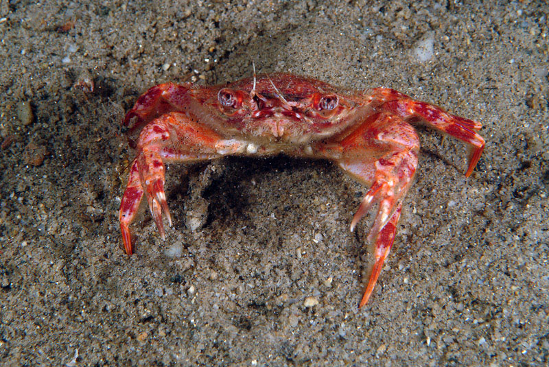 Liocarcinus depurator